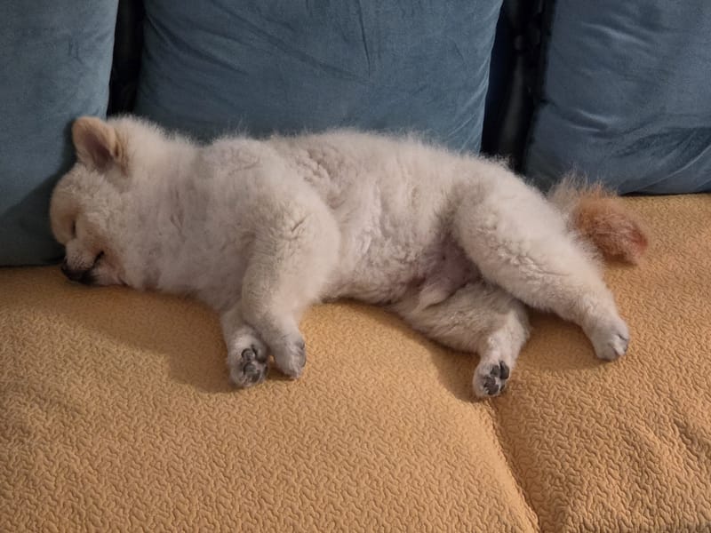 Haha — puppy asleep curled on couch, face and paw pads visible