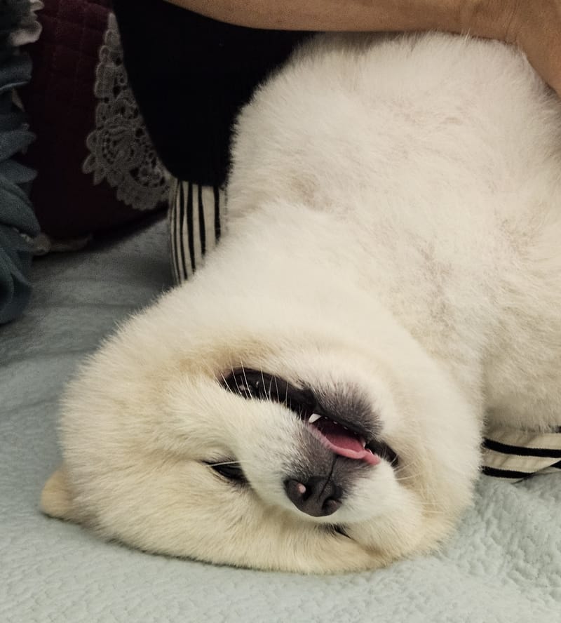 Haha — upside-down goofy face, tongue and teeth showing, very funny