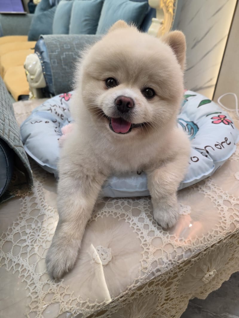 Haha — beaming smile straight at camera on flower cushion