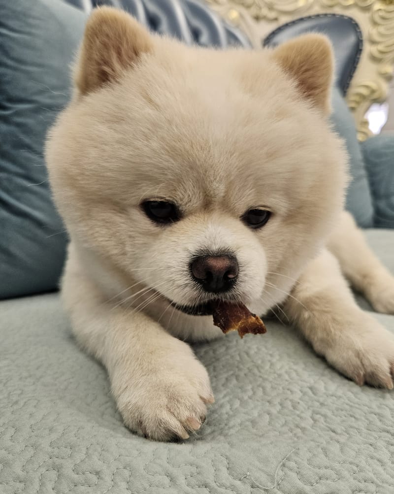 Haha — close chewing treat, eyes visible, fluffy head