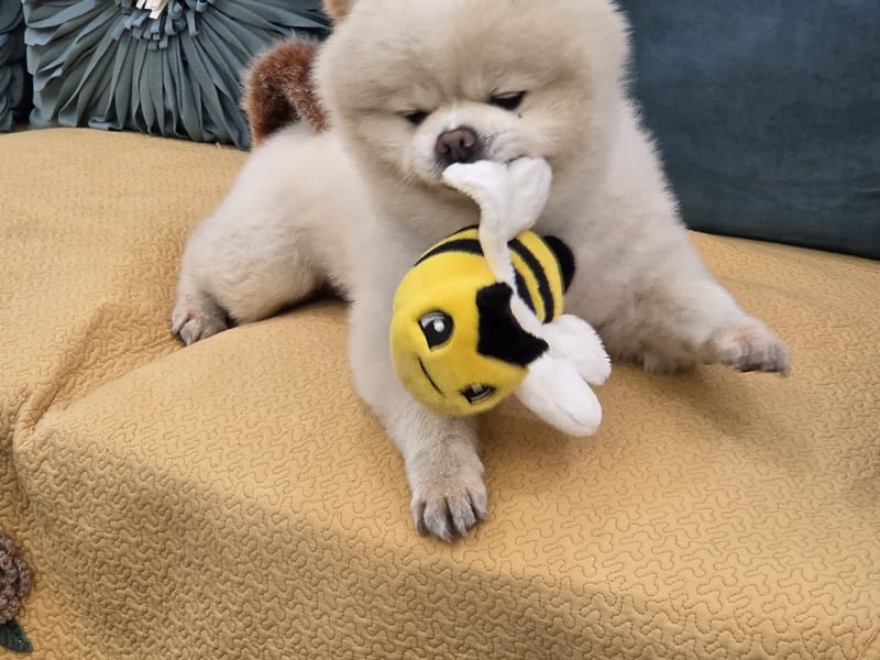 Haha — puppy biting bee toy, face forward, squinty; best of bee set