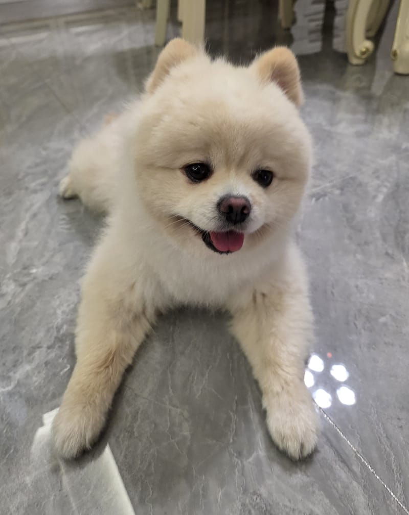 Haha — best of burst: looking up at camera, tongue out, smiling