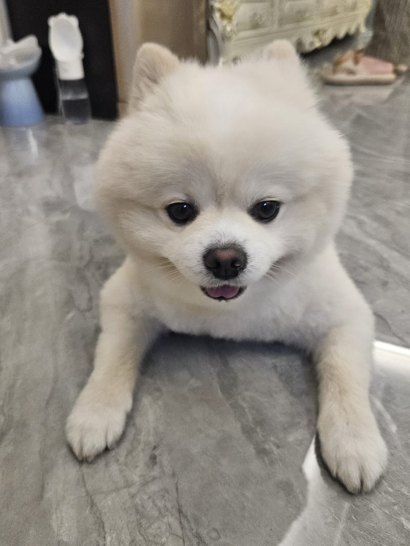 Haha — front sploot, round fluffy face, tongue tip; legs in background