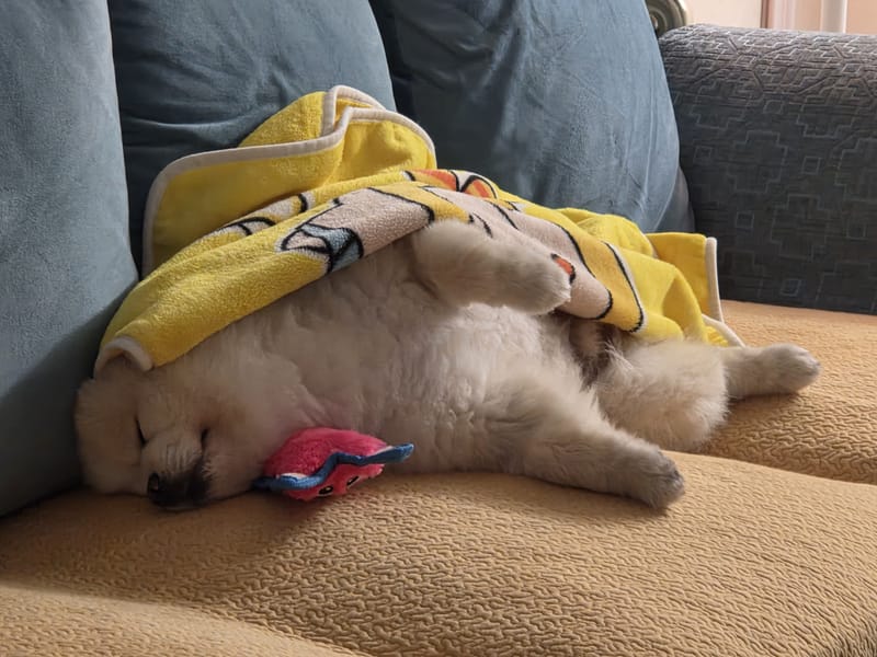 Haha — asleep belly-up under towel hugging toy, closer and charming
