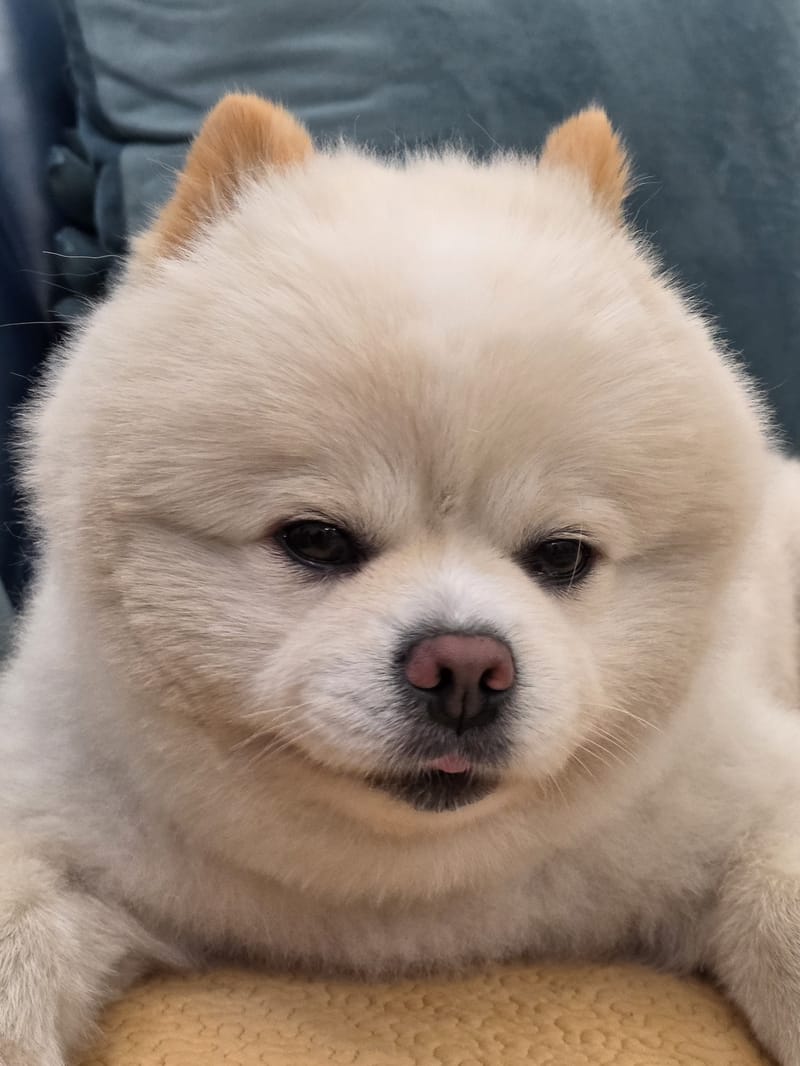 Haha — close-up, eyes open, calm knowing look, clean bg