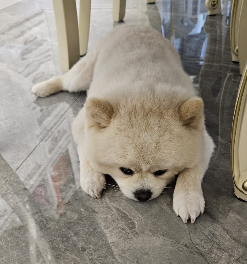 Haha — melted flat on floor, eyes just open; table legs around