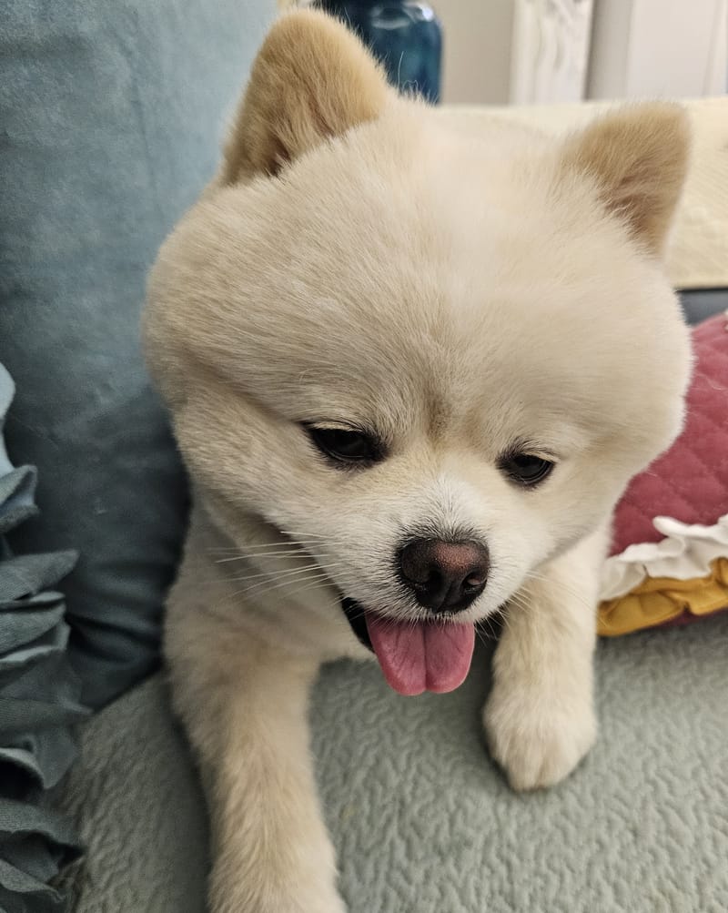 Haha — fluffy head close up, long tongue out, sharpest of burst