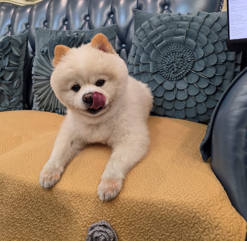 Haha — lying down licking nose, tongue up; laptop edge distracts