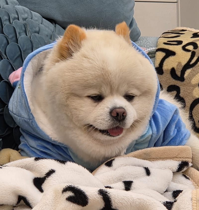 Haha — hoodie, cheerful smile looking off-camera; blankets busy