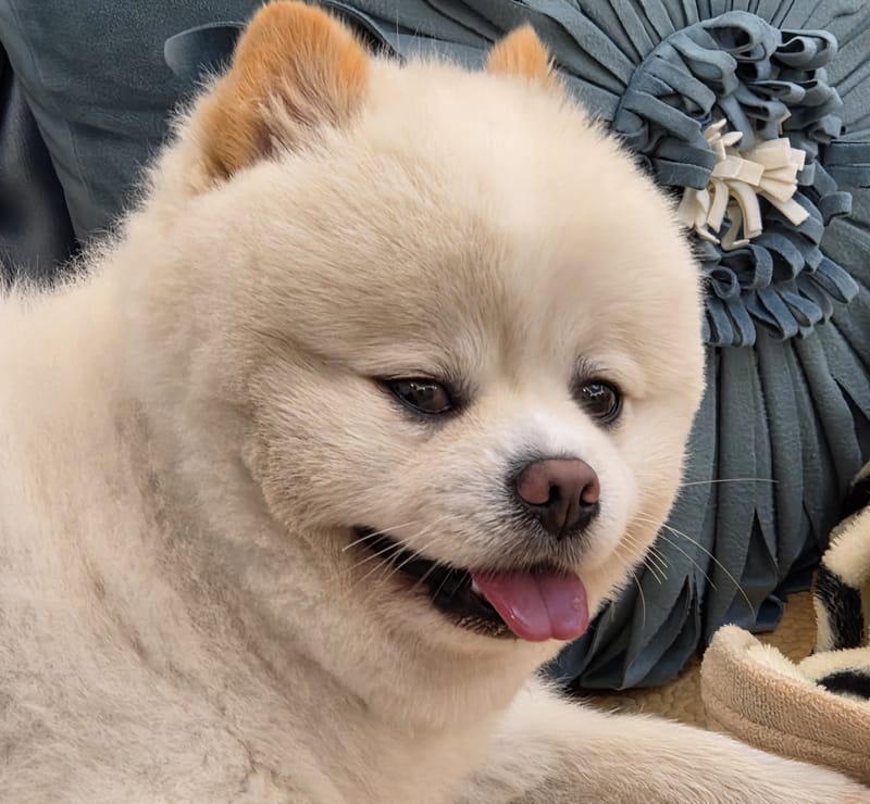 Haha — lying with tongue out, warm expression; pillow busy behind