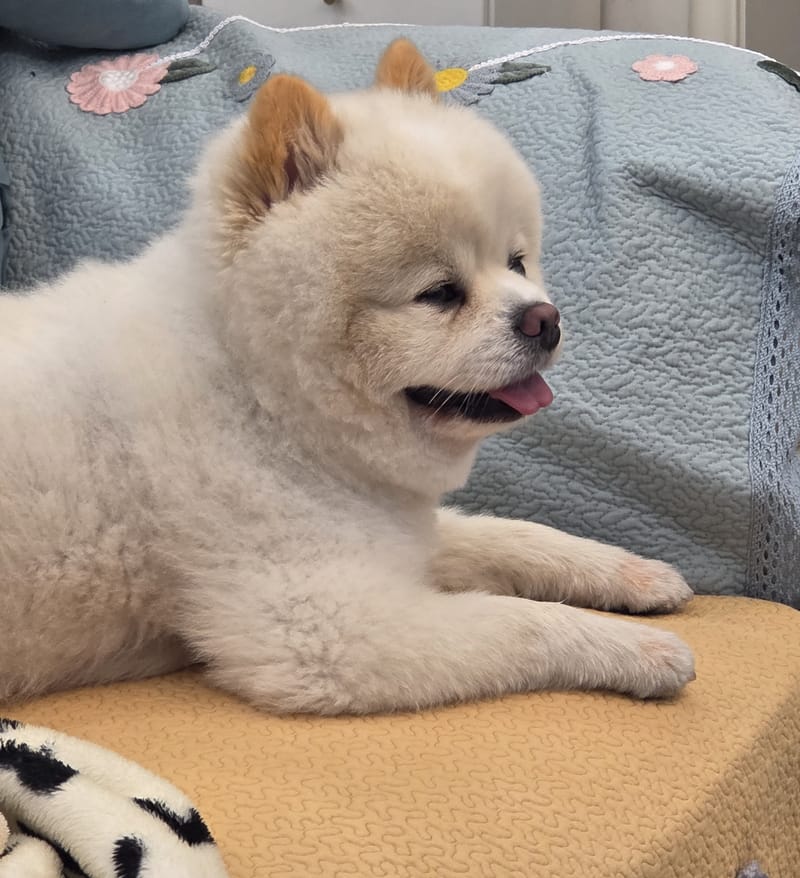 Haha — lying on blue floral quilt, tongue out, relaxed smile