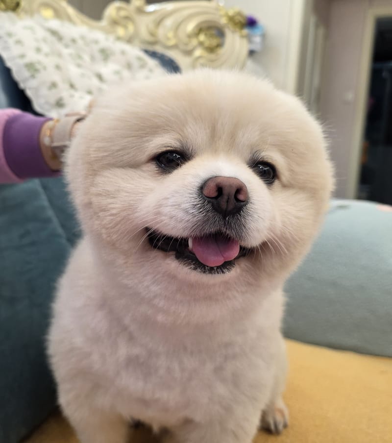 Haha — close smile with tongue, head-on; slightly soft, arm in bg