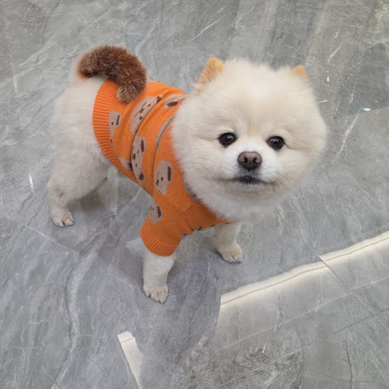 Haha — orange sweater, full body, direct eye contact, clean floor
