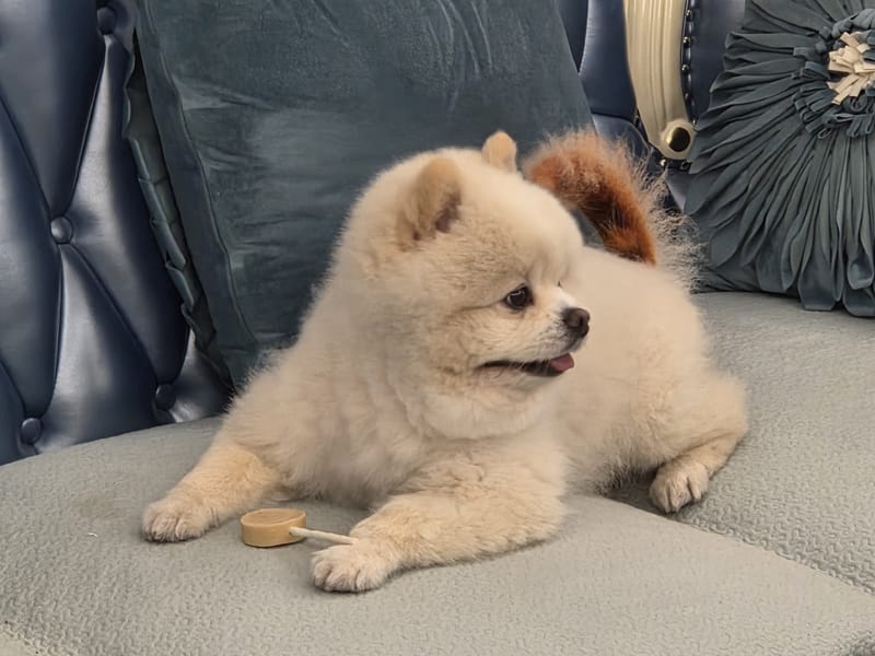 Haha — lying on sofa, tongue out, alert profile, fluffy tail up
