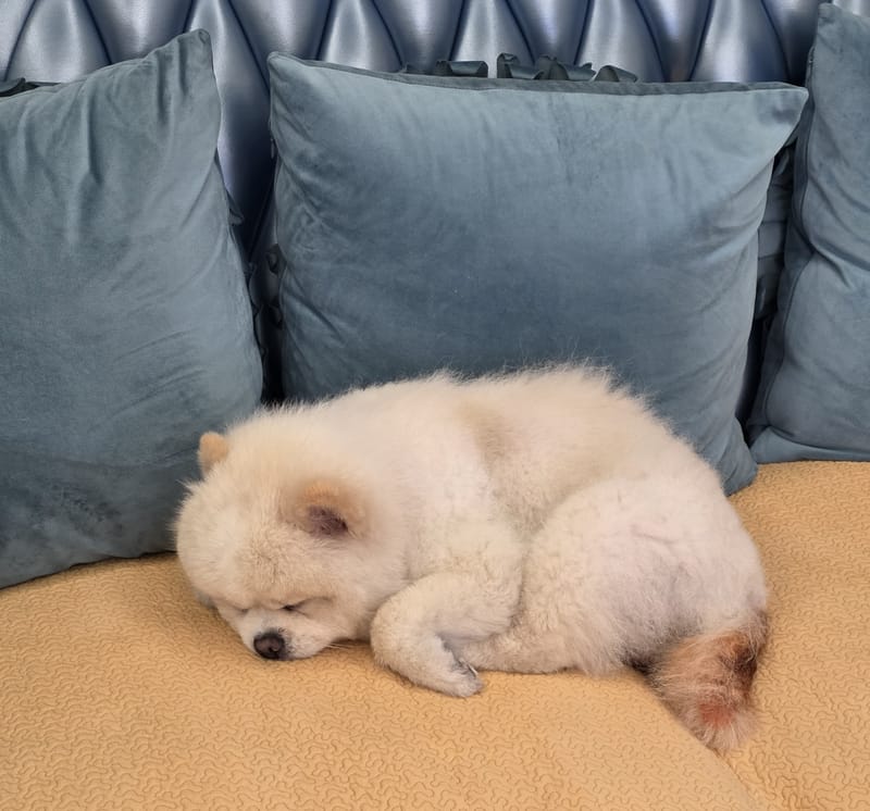 Haha — curled asleep, head on cushion, peaceful face; good framing