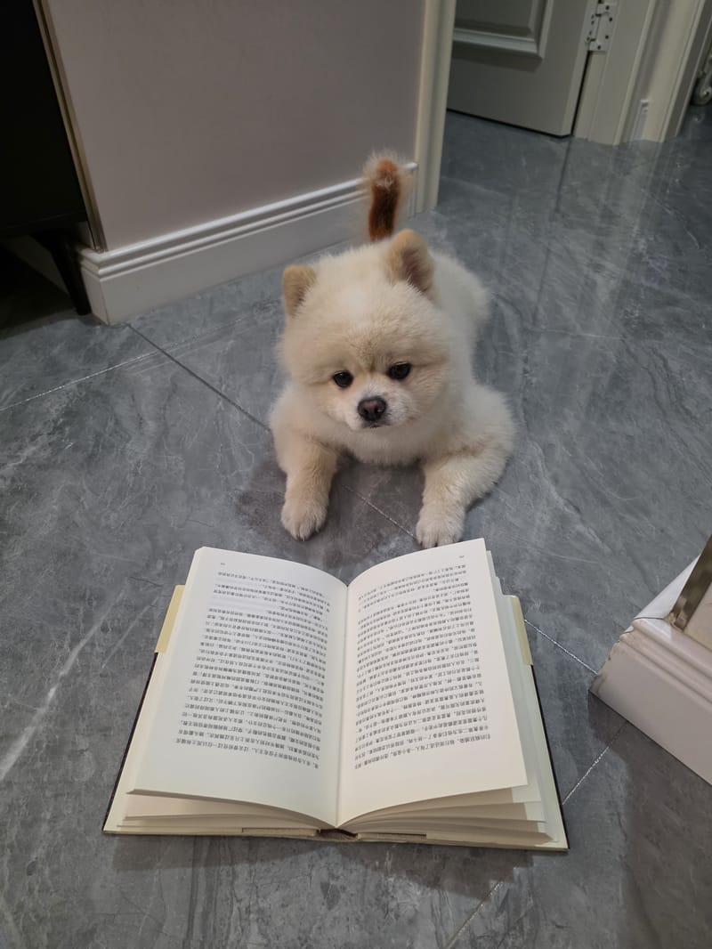 Haha — lying behind open book looking at camera; cute reading gag