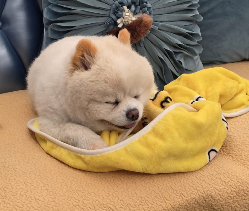 Haha — asleep in banana bed with tongue out; crop out toys and robe