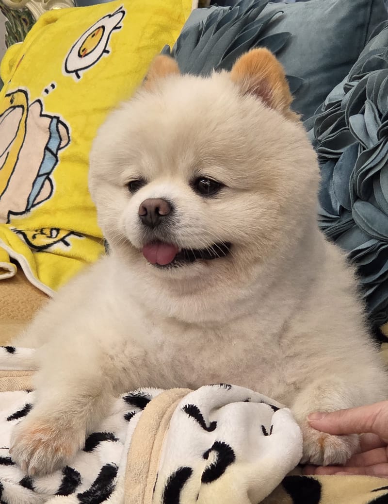 Haha — sitting up smiling on blankets; human hand intrudes at right