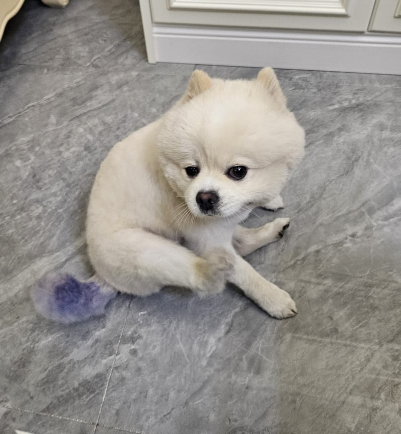 Haha — sitting with head tilt, both eyes on camera