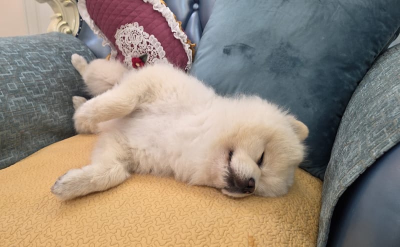 Haha — belly-up asleep, snout and closed eyes clearly visible