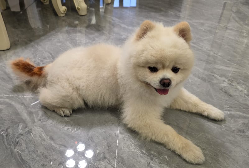 Haha — best of burst: lying, eye contact, tongue out, curly tail