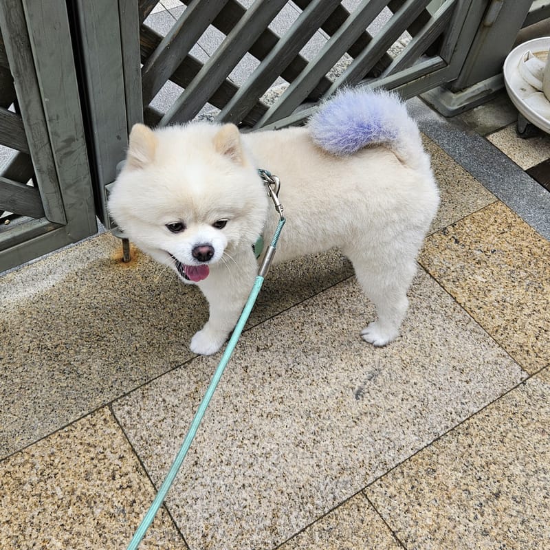 Haha — outdoor daylight, tongue out, very sharp; leash cuts frame