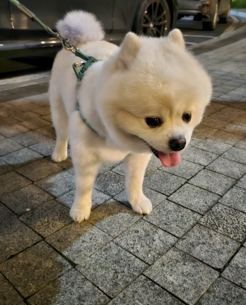 Haha — walking toward camera, tongue out, harness; night parking lot