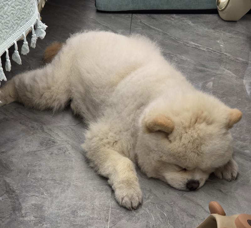 Haha — asleep sprawled, face clearly visible; slippers in corner