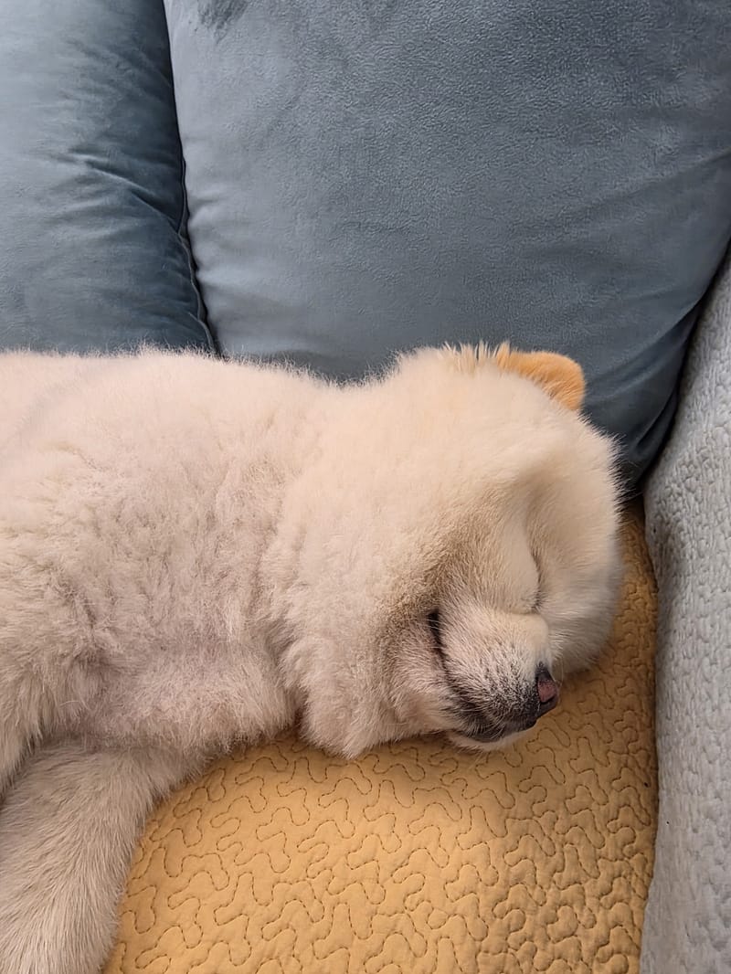 Haha — sleeping curled, tongue tip out, face soft-lit