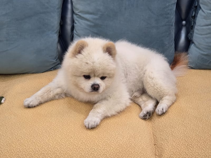 Haha — loaf pose on sofa, sleepy half-lidded eyes looking down