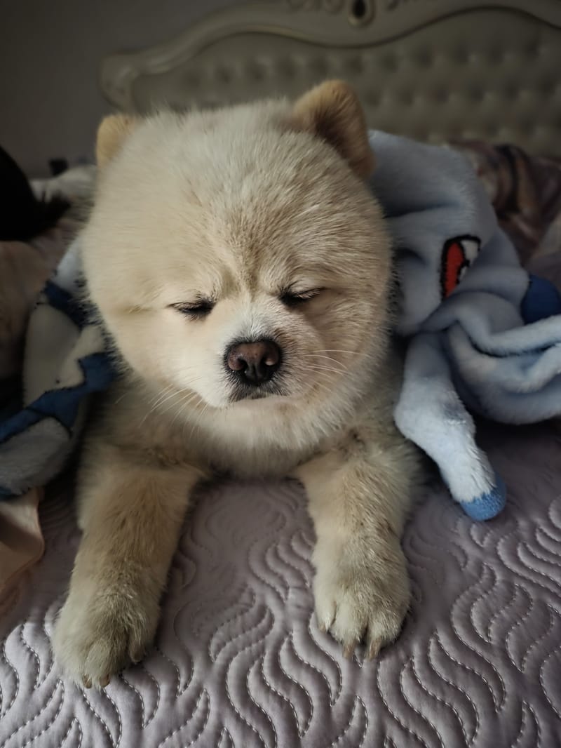 Haha — dozing on bed, eyes closed, round fluffy face front-on